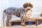 Beautiful Lagotto Romagnolo dog playing with a stuffed toy