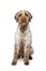 Beautiful lagotto romagnolo dog on white background