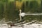 A beautiful lake for birds. Elegant white swans with black-orange beaks and multicolored gray and green small wild ducks