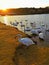 Beautiful lake. Swans. Lake Shore.