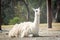 Beautiful lama sitting on the ground