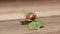 Beautiful land huge snail crawls along green leaf on wooden background on sunny day. Helix pomatia