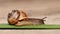 Beautiful land huge snail crawls along green leaf on wooden background on sunny day. Helix pomatia