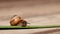 Beautiful land huge snail crawls along green leaf on wooden background on sunny day. Helix pomatia