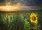 Beautiful land scape sun set with yellow sunflowers blooming in