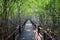 Beautiful land scape of wood way bridge in natural mangrove fore