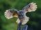 Beautiful landing owl in the backlight, feathers of wide-spread wings and tail illuminated by the morning sunshine