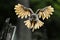 Beautiful landing owl in the backlight, feathers of wide-spread wings and tail illuminated by the morning sunshine.