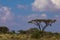 Beautiful landscape with acacia tree in Africa