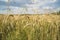 Beautiful landscape of agricultural field with ripe wheats.