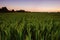 Beautiful landscape agriculture paddy field and rice farm at sunset