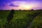 Beautiful landscape agriculture paddy field and rice farm at sunset