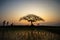 Beautiful landscape with alone tree silhouette at sunset with rice field