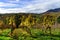 Beautiful landscape of alsacien hills with vineyards