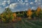 Beautiful landscape in autumn birch grove. Autumn, yellow and red forest, nature autumn landscape