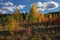 Beautiful landscape in autumn birch grove. Autumn, yellow and red forest, nature autumn landscape