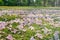 Beautiful landscape in autumn seasonal of pink flowers fallen on green grass meadow field in public park.