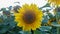 Beautiful landscape, beautiful and bright yellow-gold sunflower in a field on a bright sunny day. Ecology concept photo.