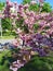 beautiful landscape blooming sakura trees with pink petals growing in a city park