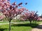 beautiful landscape blooming sakura trees with pink petals growing in a city park