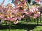 beautiful landscape blooming sakura trees with pink petals growing in a city park