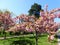 beautiful landscape blooming sakura trees with pink petals growing in a city park