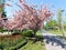 beautiful landscape blooming sakura trees with pink petals growing in a city park