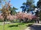 beautiful landscape blooming sakura trees with pink petals growing in a city park