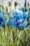 Beautiful landscape with blue cornflower flowers on a white background, summer field. Blossom floral abstract bokeh and