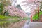 Beautiful landscape of cherry blossom full bloom.