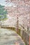 Beautiful landscape of cherry blossom full bloom.