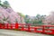 Beautiful landscape of cherry blossom full bloom and red bridge.