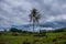 Beautiful landscape in cloudy weather with a palm tree and green hills. Philippines Negros island