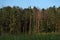 Beautiful landscape. Coniferous forest on the horizon. Cumulus in the sky. Fabulous place