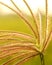 A beautiful landscape of crow foot grass flowers with sunset lighting.