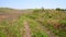 Beautiful landscape. Dirt road on top of a green hill