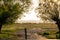 Beautiful landscape, dirt road between trees, meadow and mountines on the background