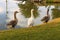 Beautiful landscape. Ducks walking. Lake reflection.