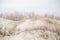 A beautiful landscape of dunes on the coastline of Baltic sea