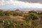 Beautiful landscape with endemic plants and mountains in Tenerife. Canary Islands, Spain