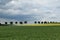 Beautiful landscape of the field of barley in the summer at the evening time, dark clouds.