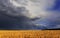 beautiful landscape with field of Golden ripe wheat ears on blue background a stormy sky with clouds and a bright rainbow