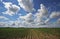 Beautiful landscape with field of potatos and blue sky.