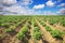 Beautiful landscape with field of potatos and cloudy sky.