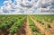 Beautiful landscape with field of potatos and cloudy sky.