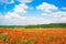 Beautiful landscape with field of red poppy flowers and blue sky in Monteriggioni, Tuscany, Italy