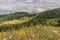 Beautiful landscape - field of wildflowers,  mountains  and beautiful sky near Bansko, Bulgaria