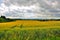 Beautiful landscape (fields) in Fulda, Hessen