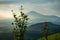 Beautiful landscape and flower plant, morning view from the hills with mountain view