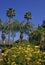 Beautiful landscape, flowering plants and palm trees in the town of Avalon on Catalina Island in the Pacific Ocean